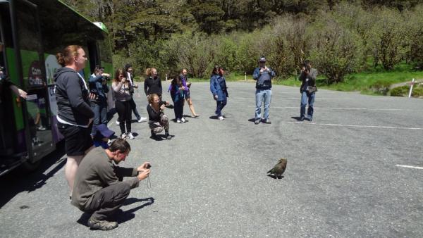 oiseau kea